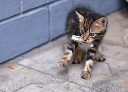 可爱的小猫在院子里玩