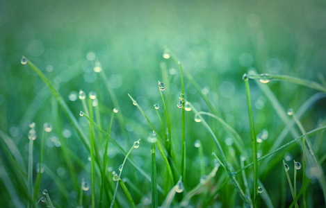 绿草与露珠图片