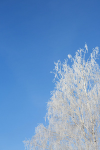 寒冬景观与雪树图片