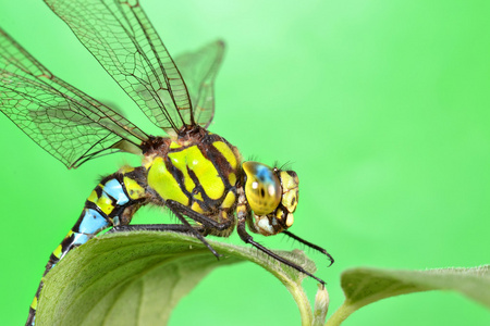 一只蜻蜓在一片绿叶上的肖像