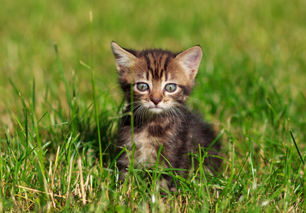 条纹猫坐在草地上