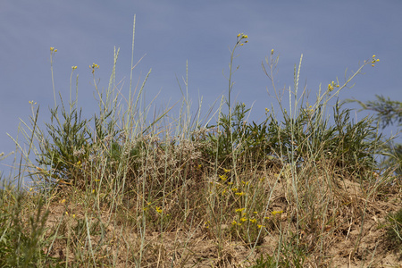 野草和田野花