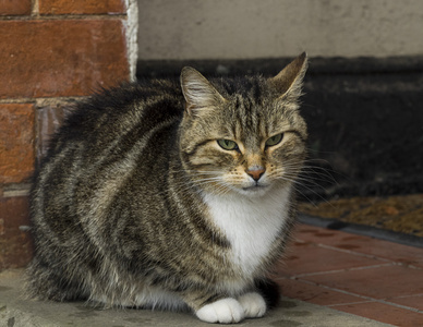 男花猫