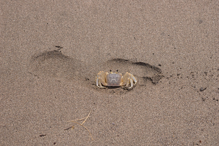 螃蟹在海滩上