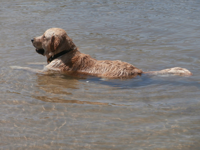 狗在水中挖掘图片