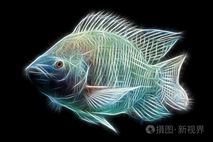 罗非鱼鱼形