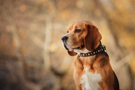 秋天的公园散步的犬