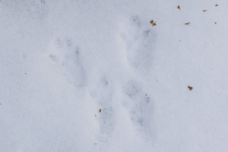松鼠脚印图片
