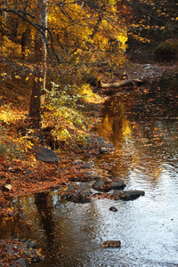 秋天。秋天森林与河