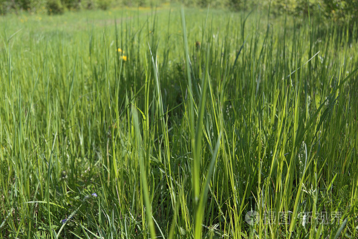 阳光明媚的夏日, 可欣赏到草地上新鲜的绿草的近景