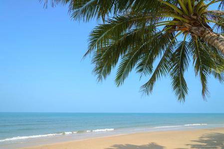 热带海滩与椰子棕榈在夏季时间图片