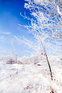 冰冻的树木与凉爽的蓝色冬季天空