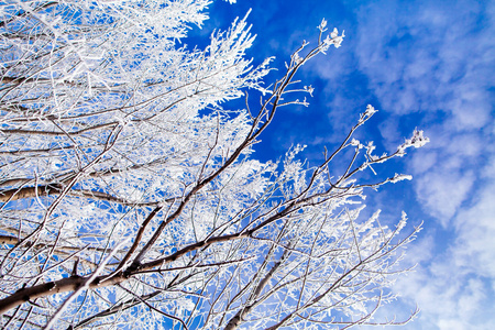 冰冻的树木与凉爽的蓝色冬季天空