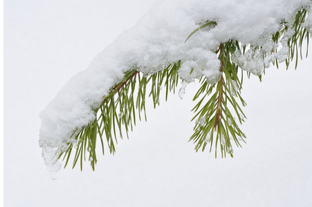 被雪覆盖的松枝。