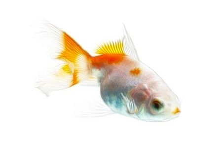 金鱼分形上白色孤立