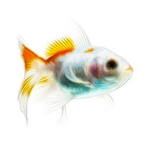 金鱼分形上白色孤立
