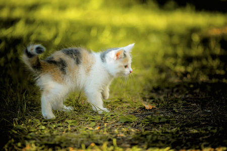 小猫在草地上