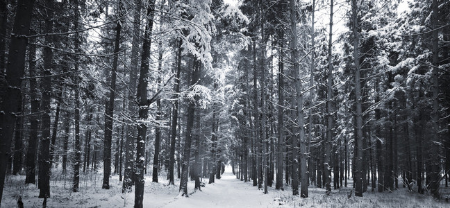 森林里的雪树