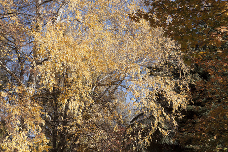 秋天的树。十月