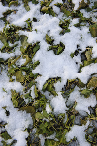 背景。被雪覆盖的植物