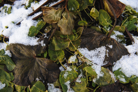 背景。被雪覆盖的植物