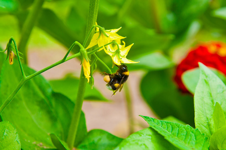 大黄蜂从黄色的花上采集花蜜