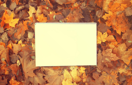 秋天的树叶上的纸页