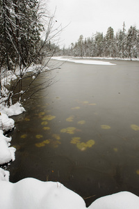 森林湖的表面在冬季开始时，薄冰壳下有水滑的叶子