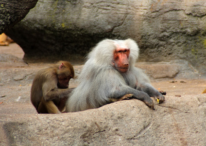 猴子家族的形象