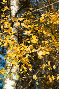 桦树与绿色的黄叶子秋天