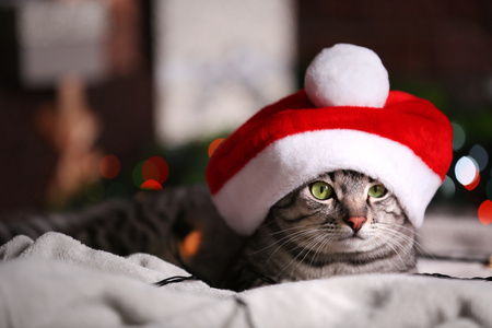 猫附近与装饰圣诞树