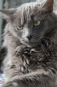 蓬松的灰猫绿色的眼睛