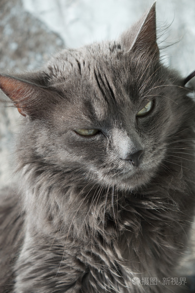 蓬松的灰猫绿色的眼睛