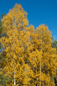 桦树与绿色的黄叶子秋天