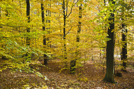 在阳光明媚的日子里, 美丽的秋色中的森林