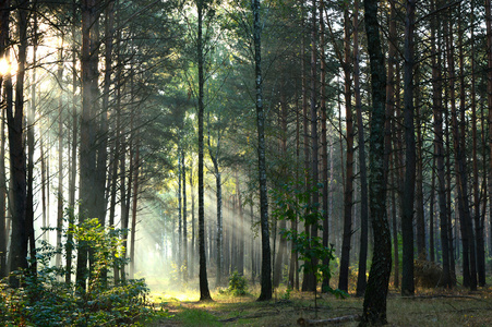 在早晨的阳光下雾松树林