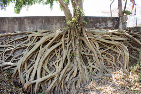 寺庙里菩提树的根照片