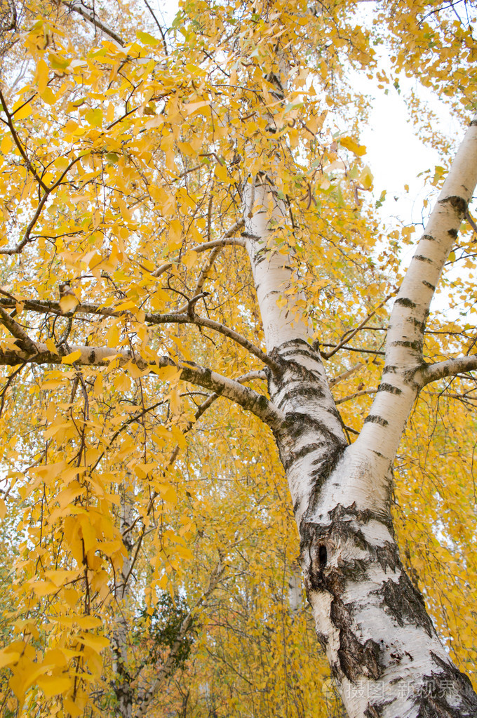 桦树与绿色的黄叶子秋天