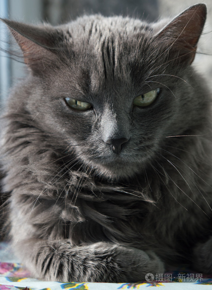 蓬松的灰猫绿色的眼睛