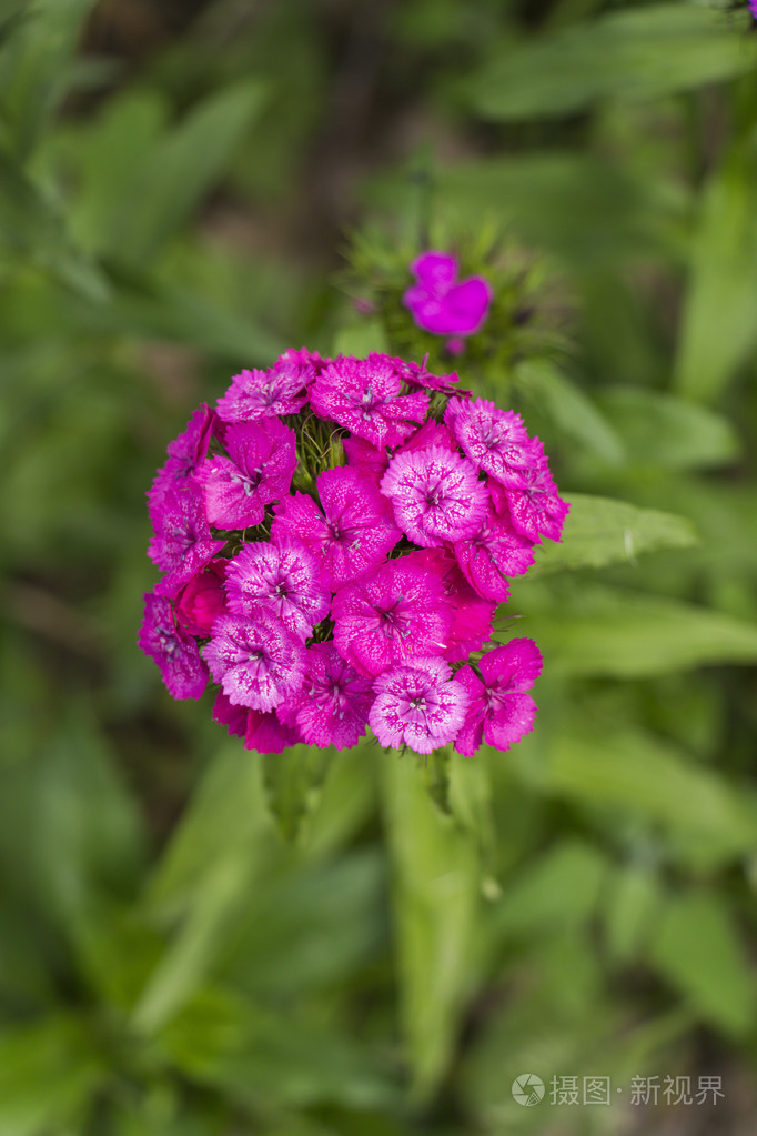 香石竹花