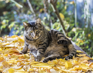 猫秋摄影图 猫秋图片大全 猫秋照片 摄图新视界