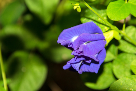 大豆花素材图片 大豆花图片素材下载 摄图新视界