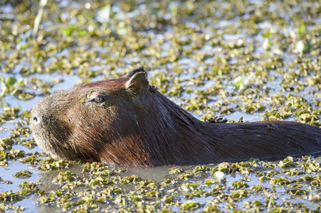 capybara水稻