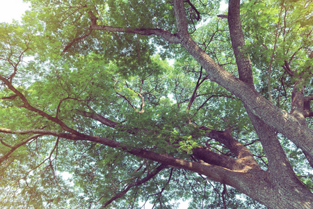绿叶的树枝在一棵大树上, 自然背景