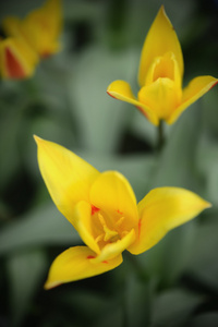 春天的黄色郁金香。 花园。