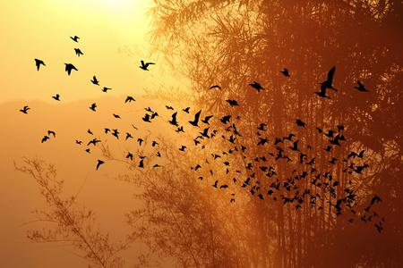日落的时候，山和竹树与鸟