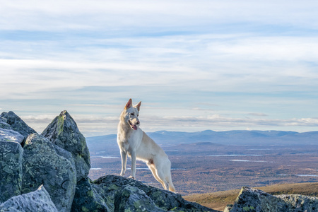 白色德国牧羊犬的狗站在一座山