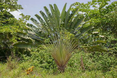 旅客的树。Ravenala madagascariensis