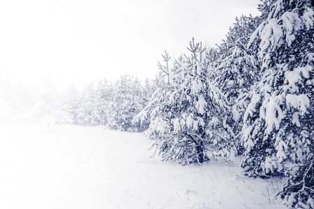 在冬季景观雪覆盖的森林