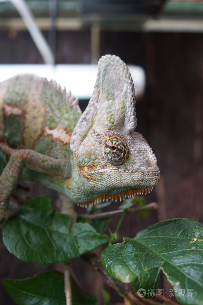 高冠的变色龙chamaeleocalyptratus